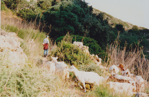 Goat herd on the way to the beach